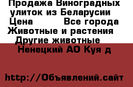 Продажа Виноградных улиток из Беларусии › Цена ­ 250 - Все города Животные и растения » Другие животные   . Ненецкий АО,Куя д.